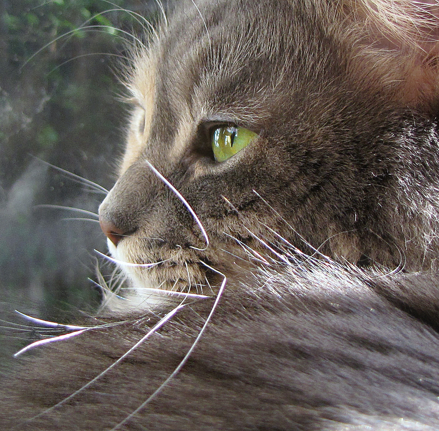 this is an image of a gray cat looking out a window