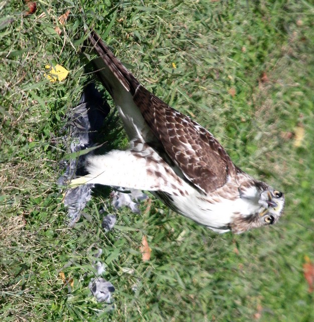 a bird that is in some grass eating food