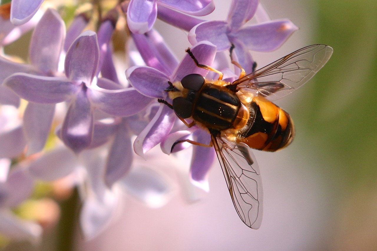 a honey bee on a flower is pographed