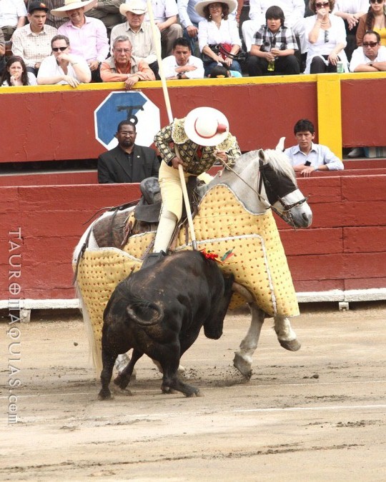 a person riding a horse next to a bull