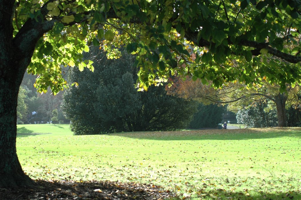 a grassy area that is surrounded by trees