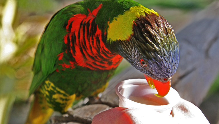 a brightly colored parrot eats out of a feeder