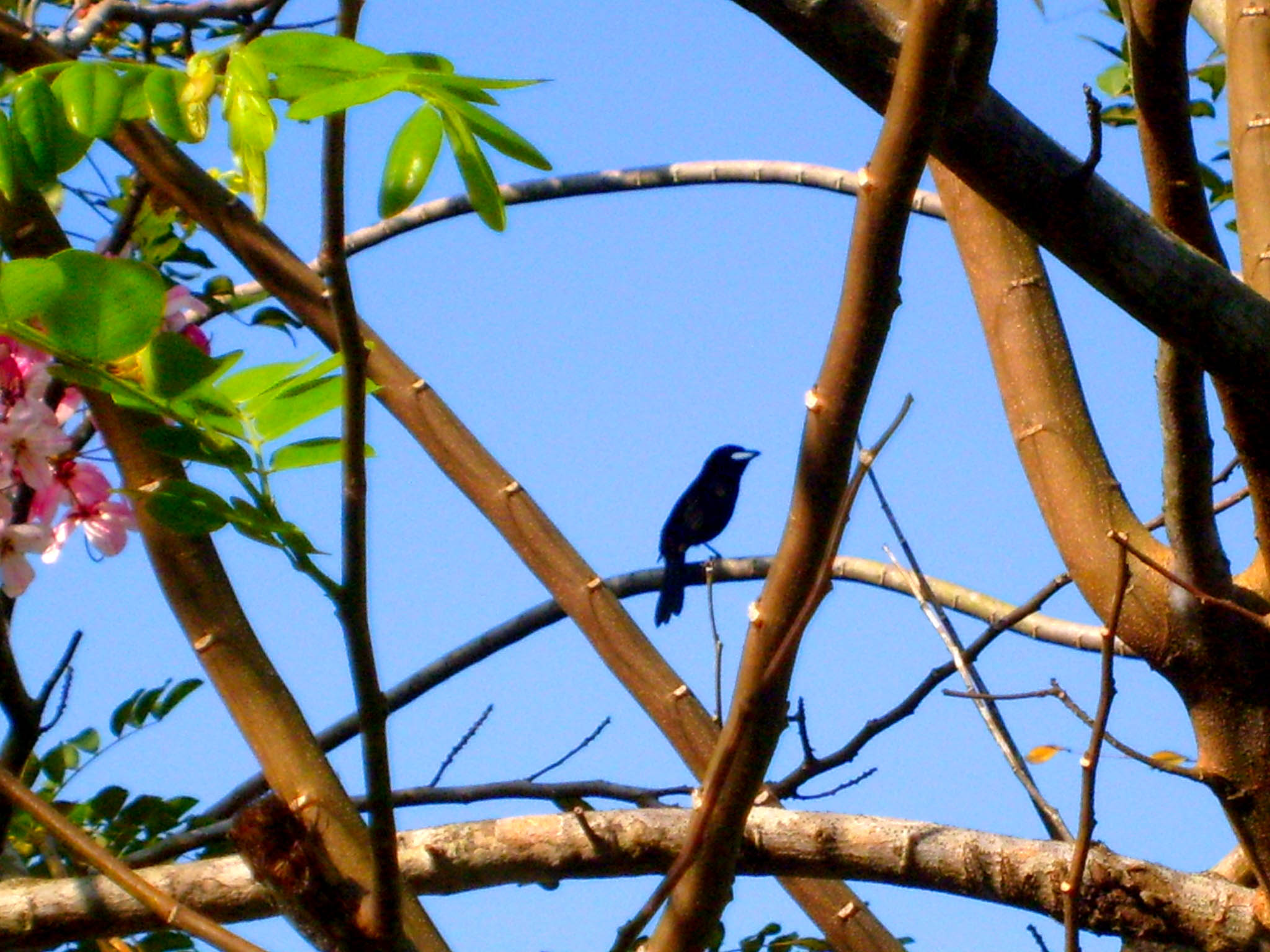 a black bird sits on the nch of a tree