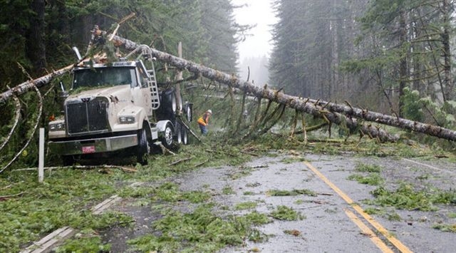 a truck with large fallen trees on the side of it parked on a road