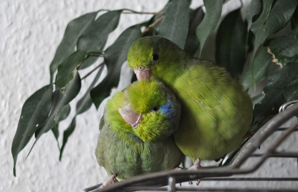 two green parakeets cuddle together in a cage