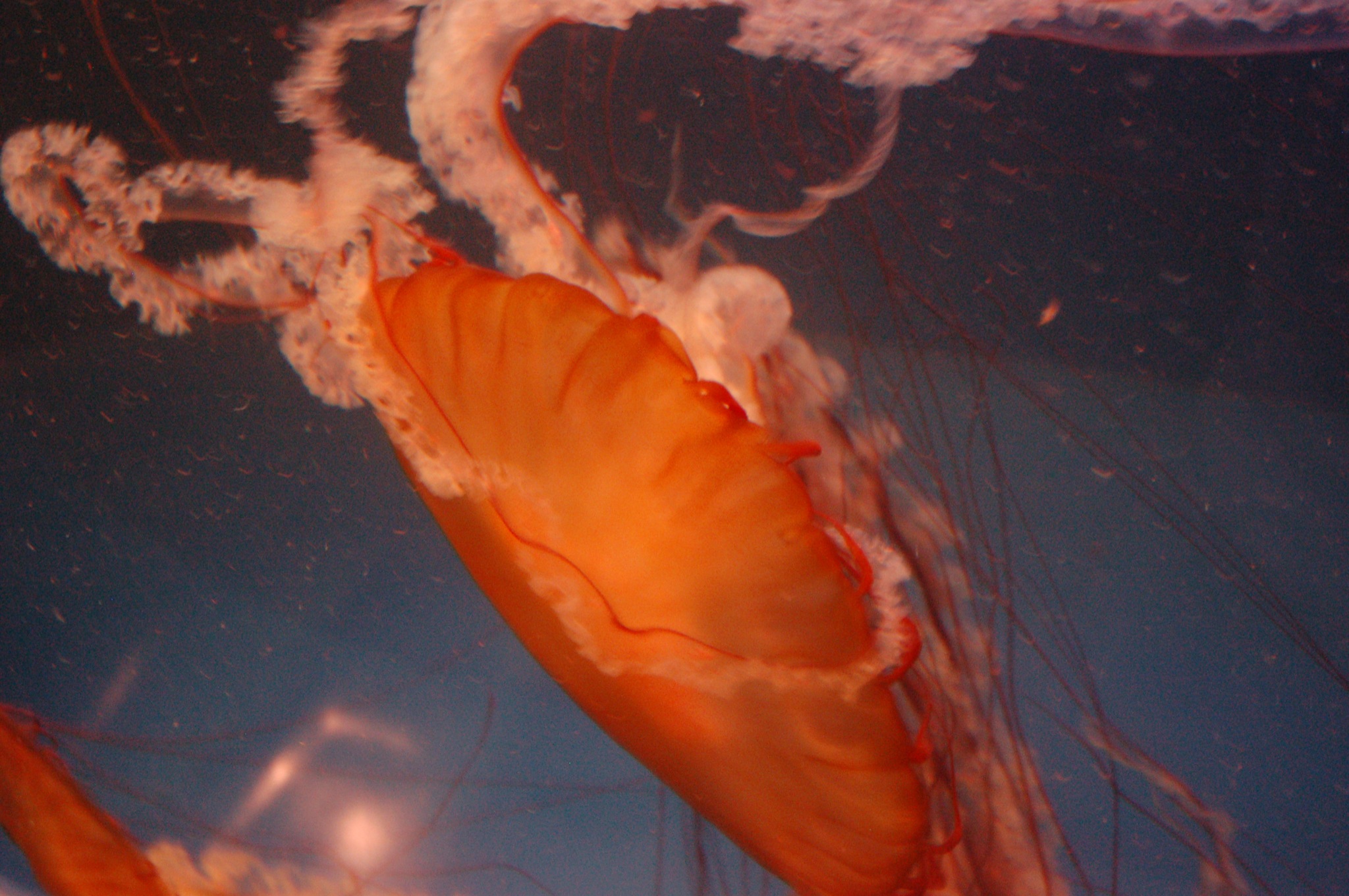the inside of a jellyfish tank with water in it