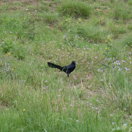 blackbird with its tail spread wide out walking in the tall grass