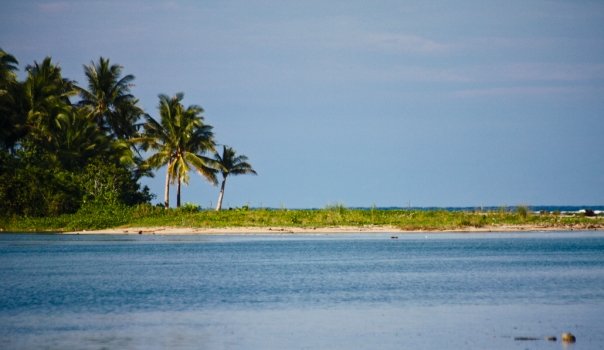 palm trees stand in the distance near a sandy shore