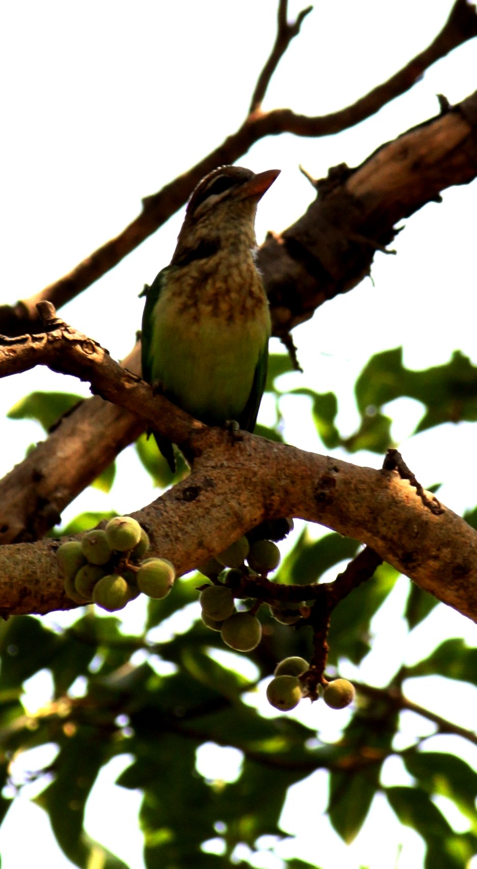 a bird in a tree eating fruit off of a nch