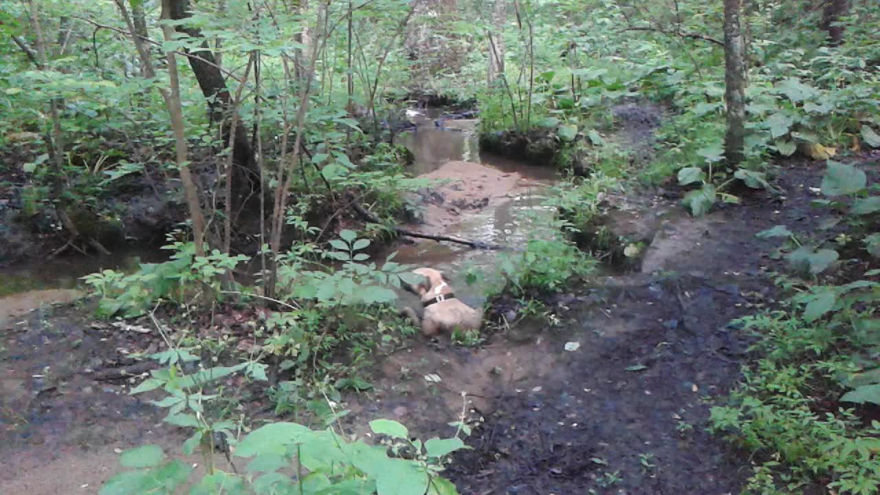 the muddy dirt path leads to a water hole with a dog