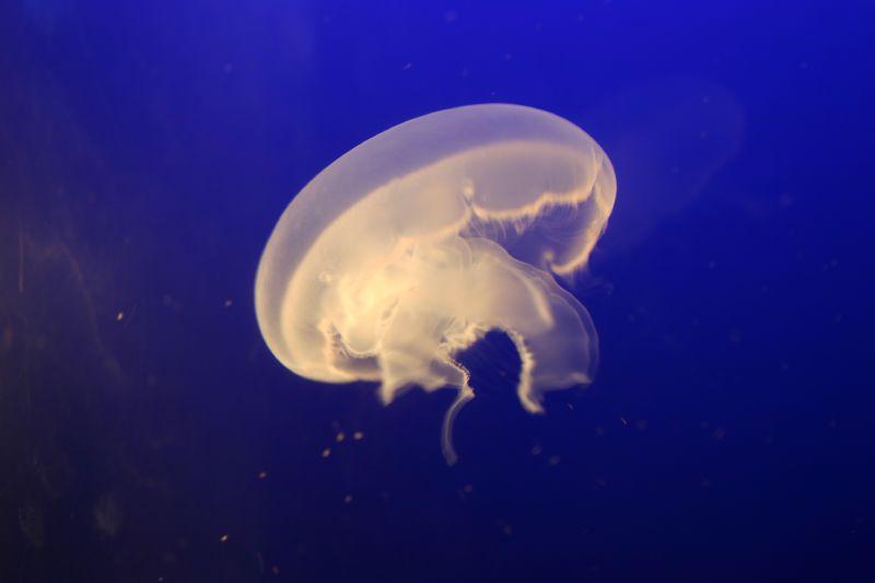 a big white jellyfish swimming in an aquarium