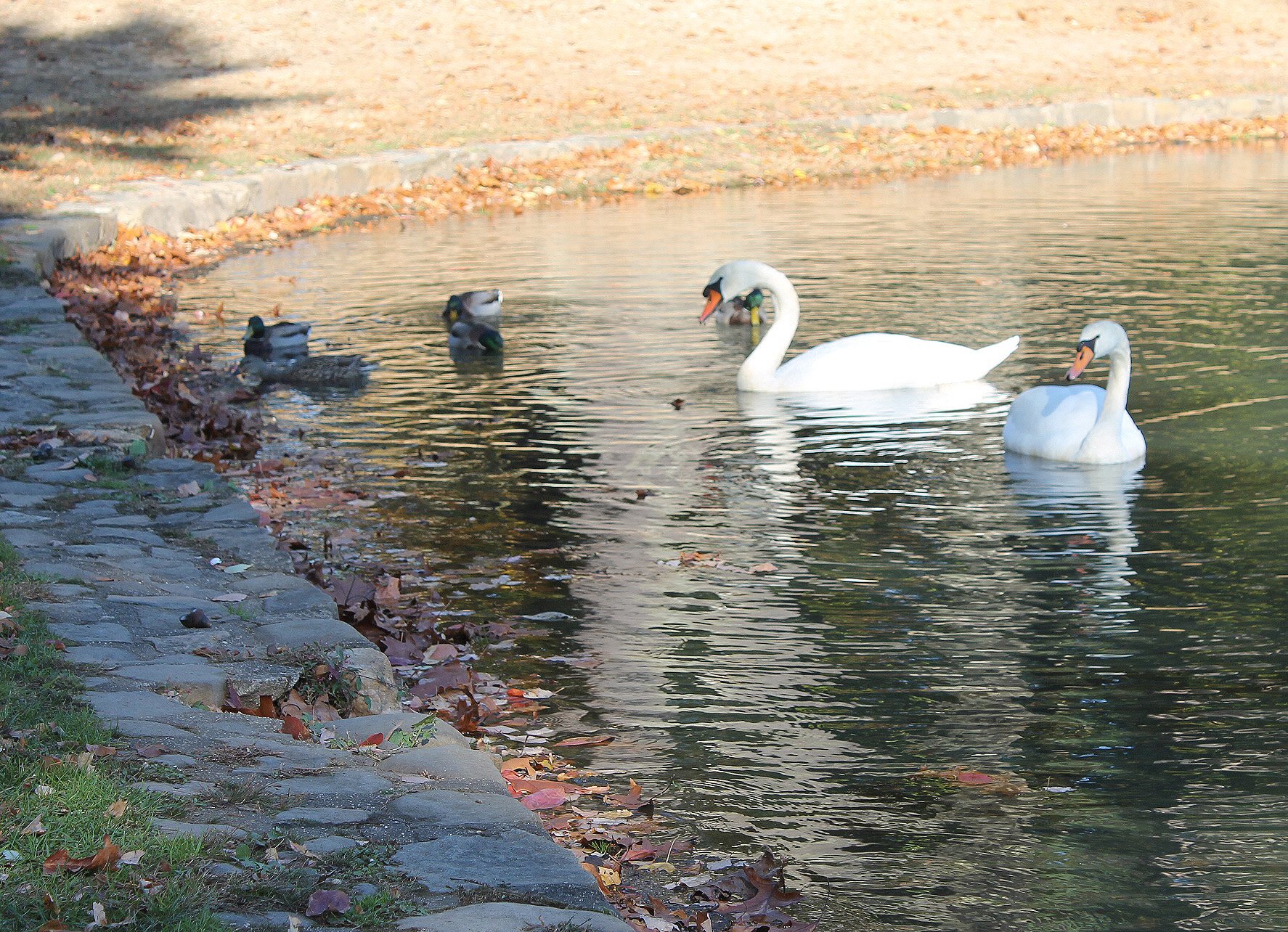 a few white birds floating in the water