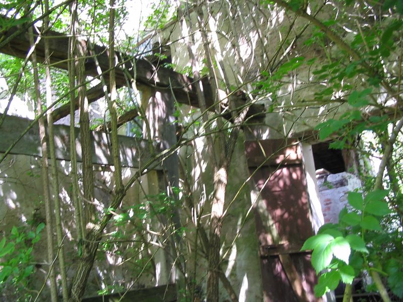 overgrown up trees and nches cover the walls of a derelict house