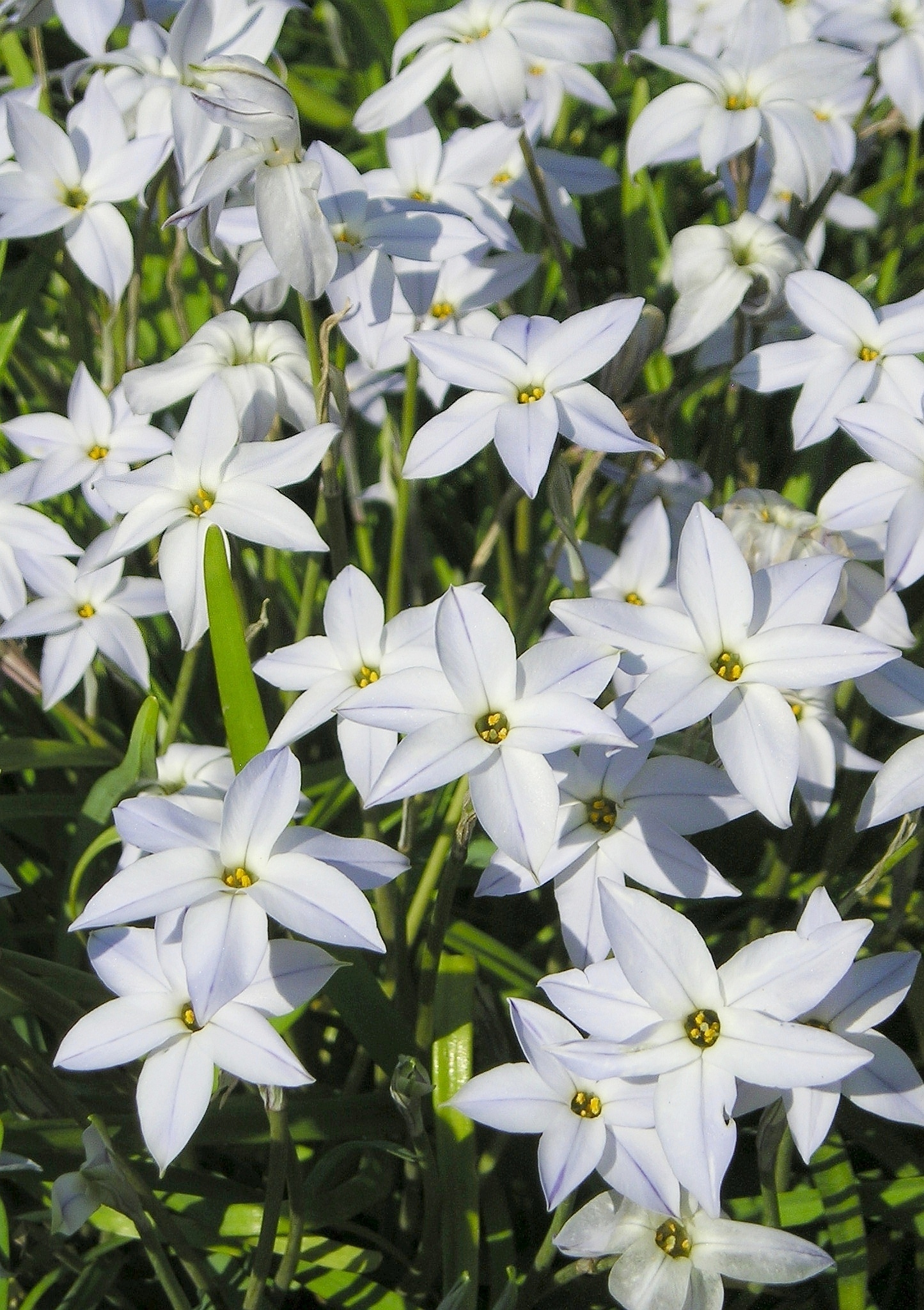 a group of white flowers in a field