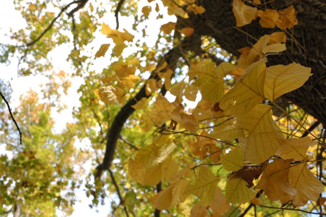 the nches of a large tree with lots of leaves