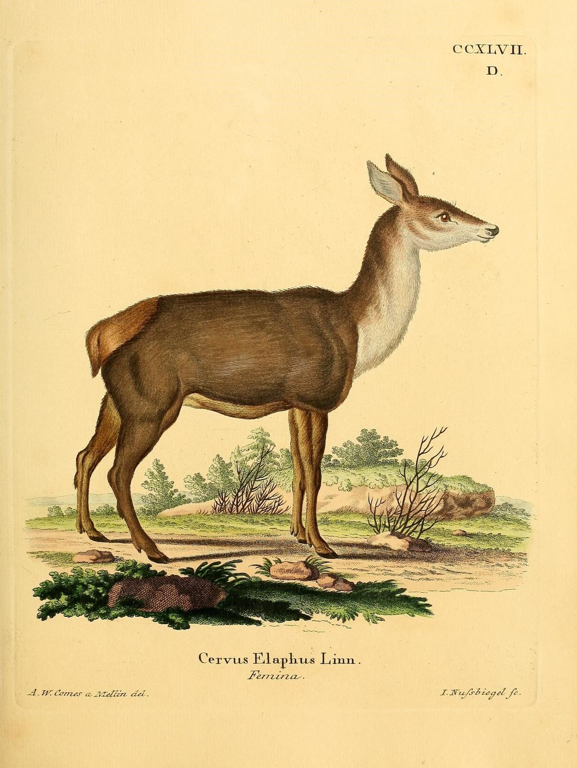 a painting of a deer from the 19th century