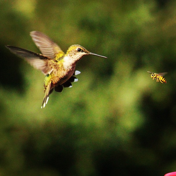 the hummingbird is flying near a yellow flower