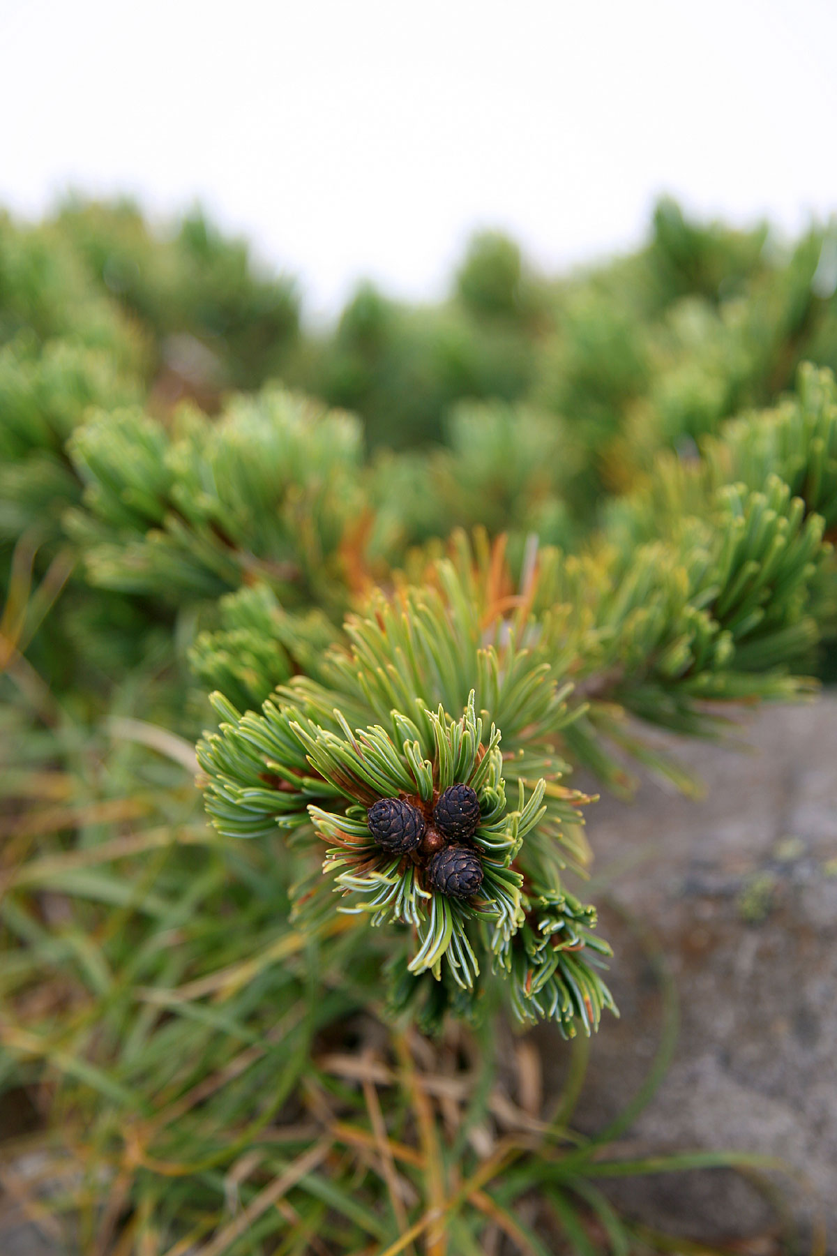 green leaves on a tree, along with rocks