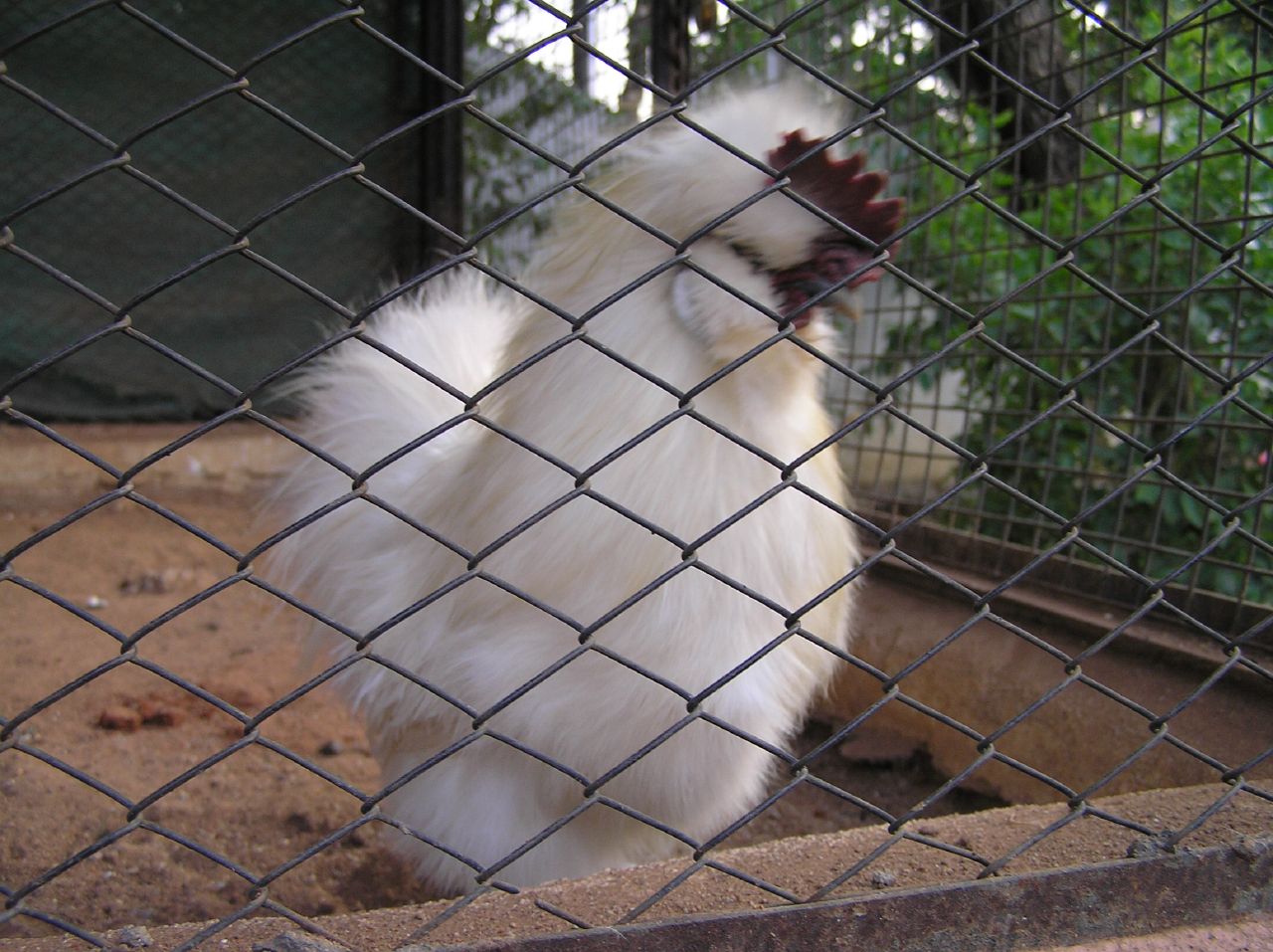 a white chicken inside of a cage with his head through the fence