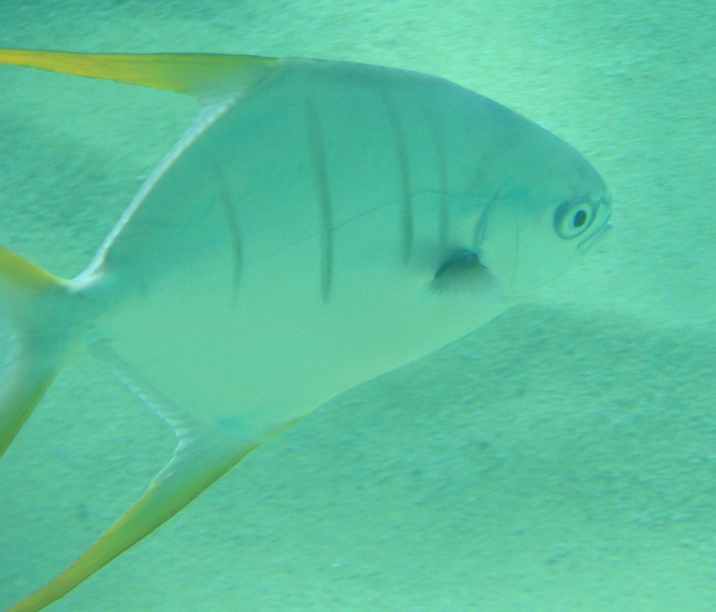a fish with a short beak swimming in water