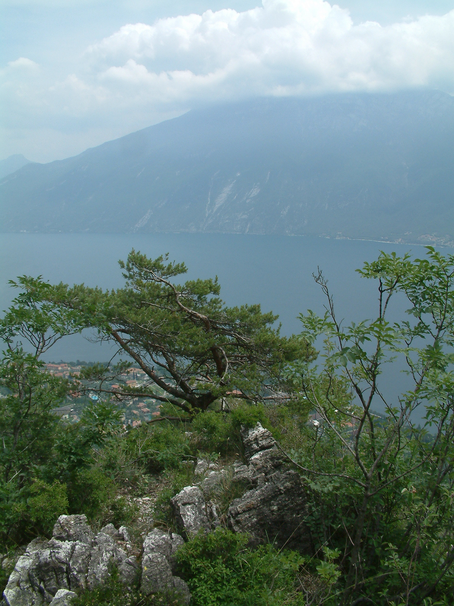 a lone tree sits atop a hill overlooking water