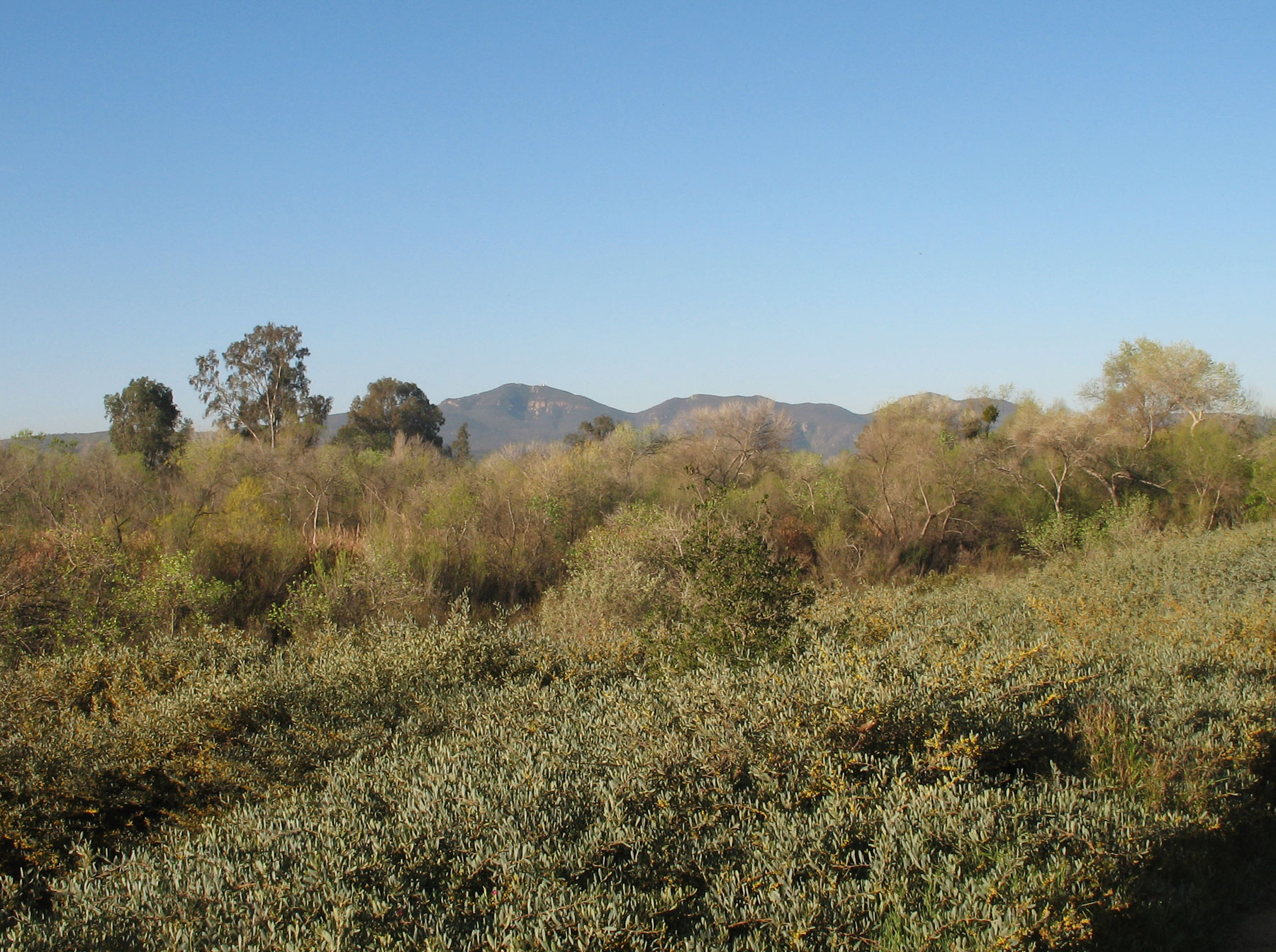 a grassy field with bushes and hills in the background