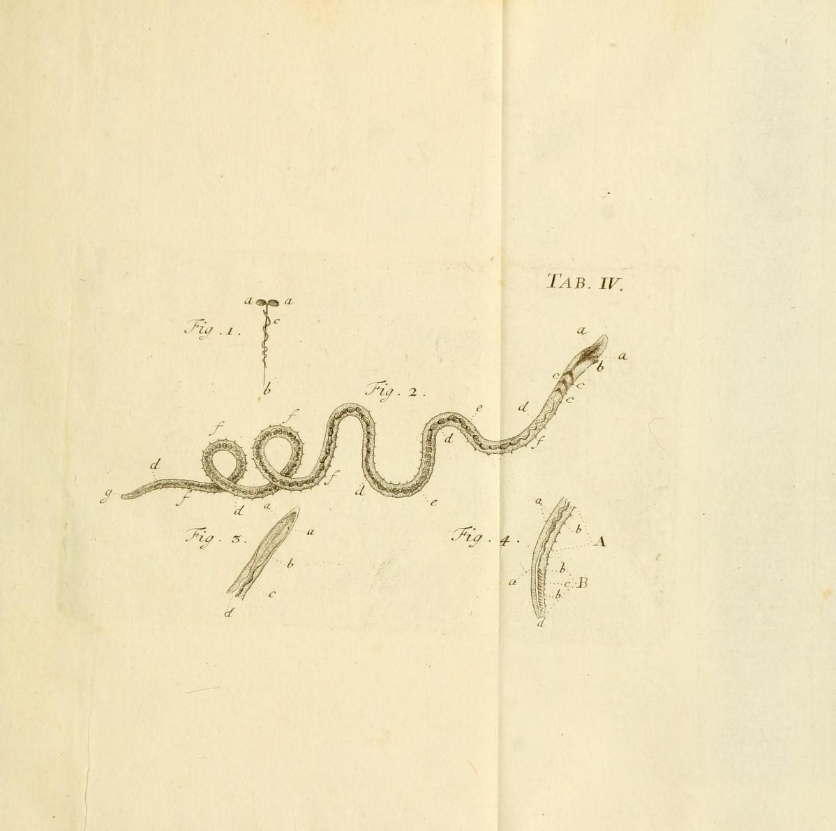 a drawing of a snake laying in water