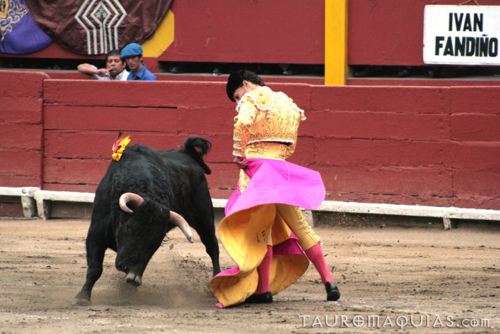 there is a bull that is trying to get rid of a mata