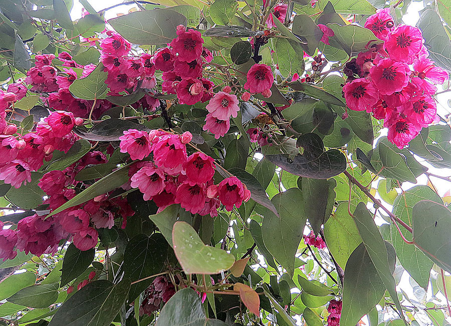 a tree with red flowers is in a park