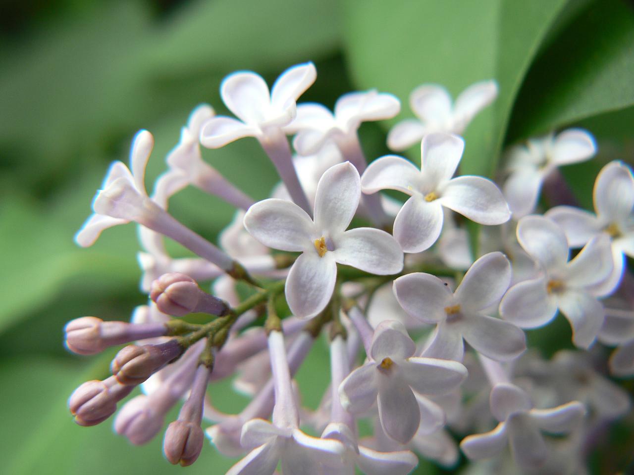 a cluster of flowers on a nch with leaves