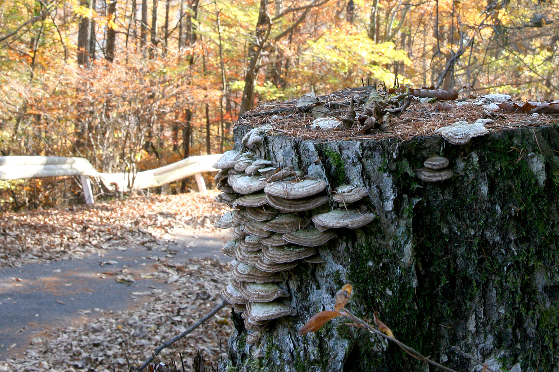 a tree stump in the woods has a large group of mushrooms growing on it