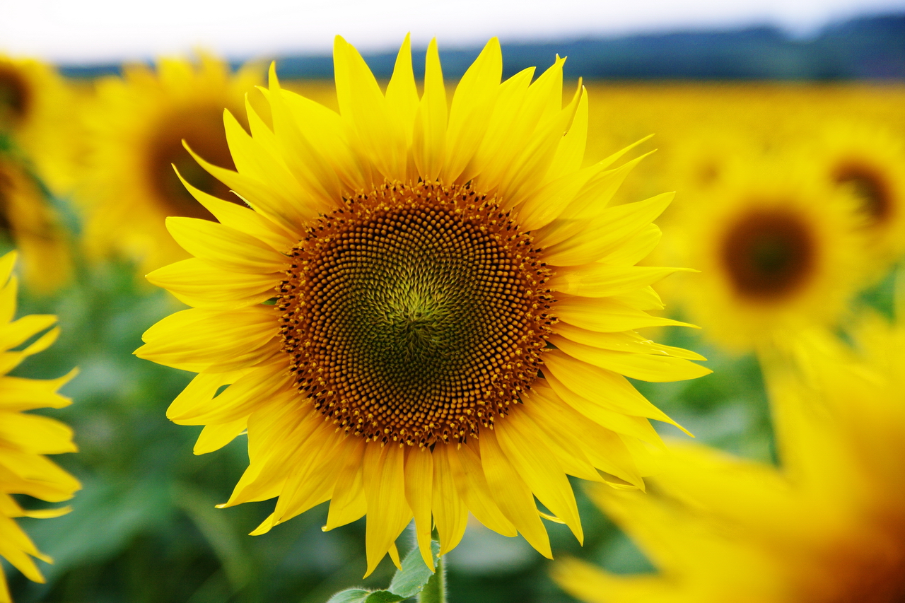 a sunflower in the middle of the field