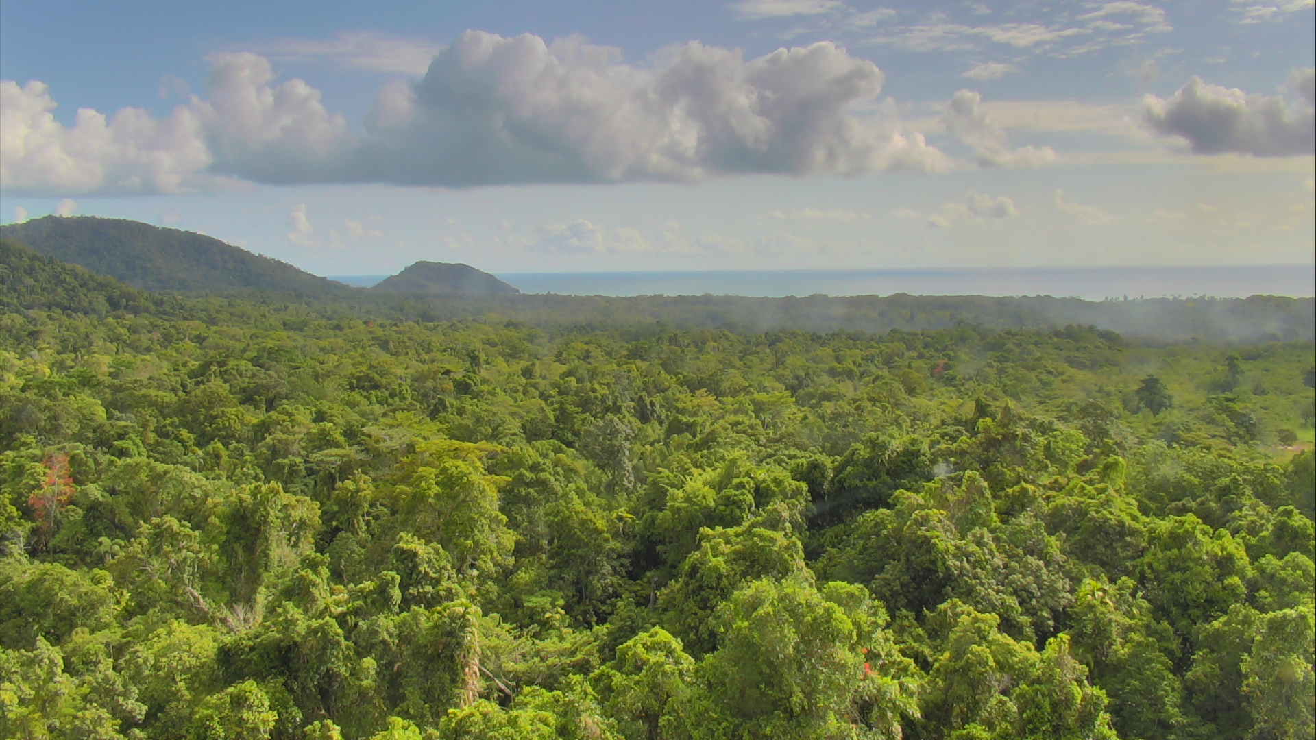 a tropical rainforest with many trees and mountains
