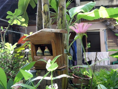 an old wooden birdhouse next to tropical vegetation