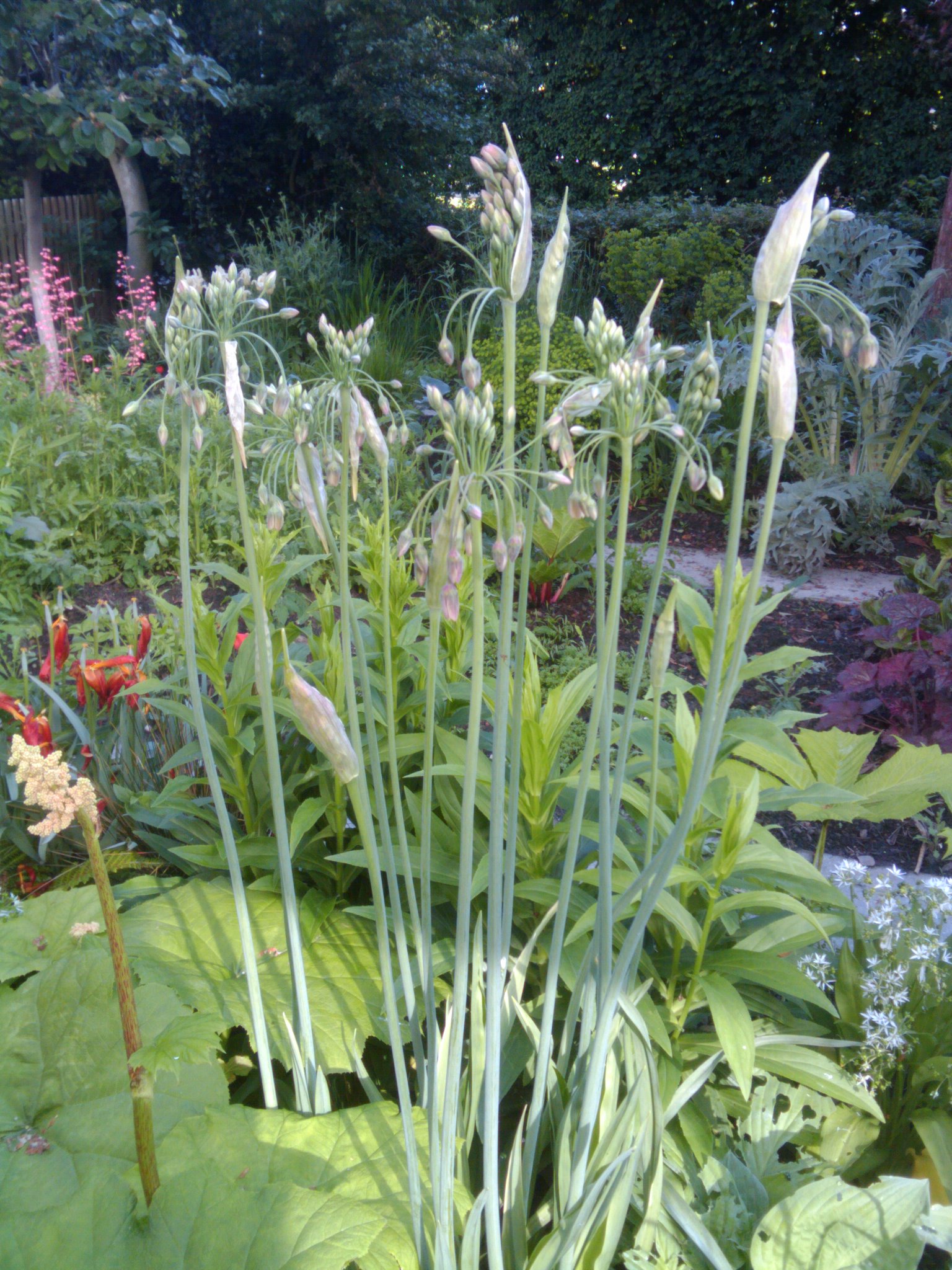 tall plants in a garden with many bright flowers