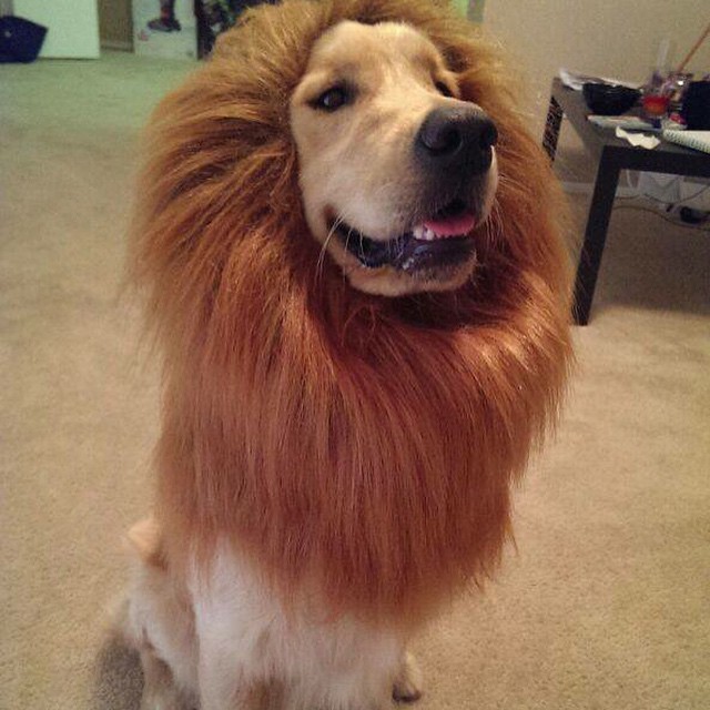 this dog is wearing a lion costume