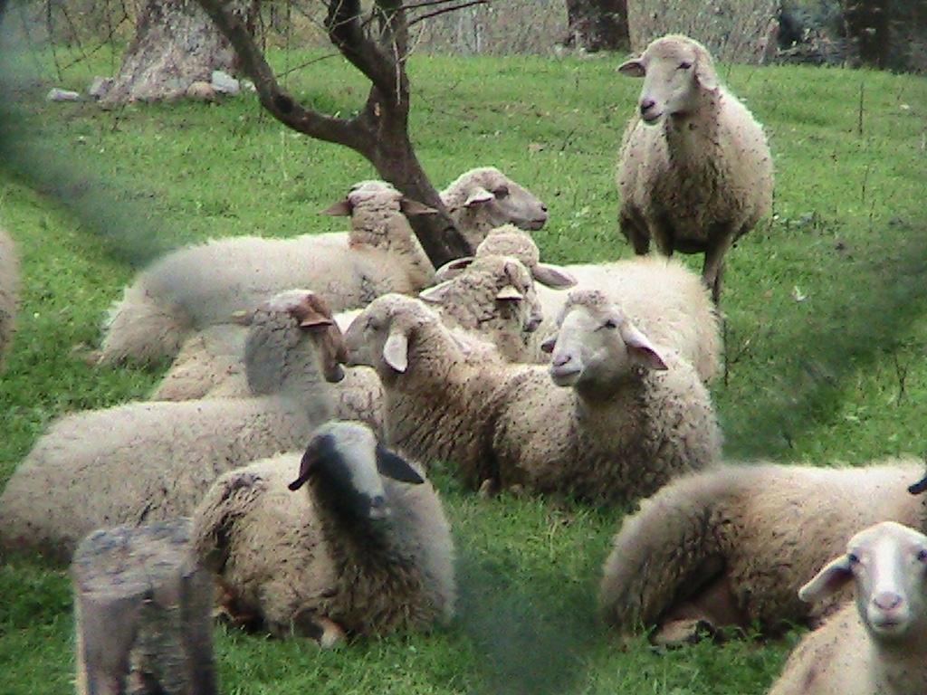 a herd of sheep that are laying in the grass
