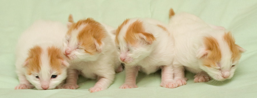 three kittens standing side by side next to each other on a light green background