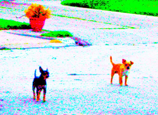 two dogs walking around in an outdoor area