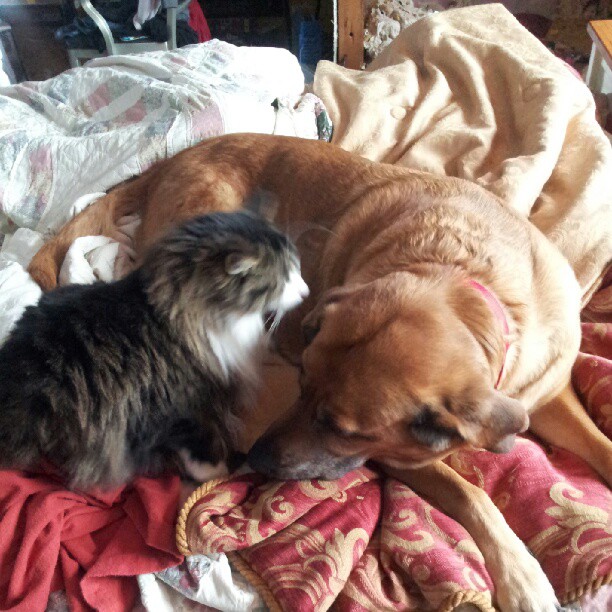 dog and cat sleeping on a blanket with a messy bed in the background