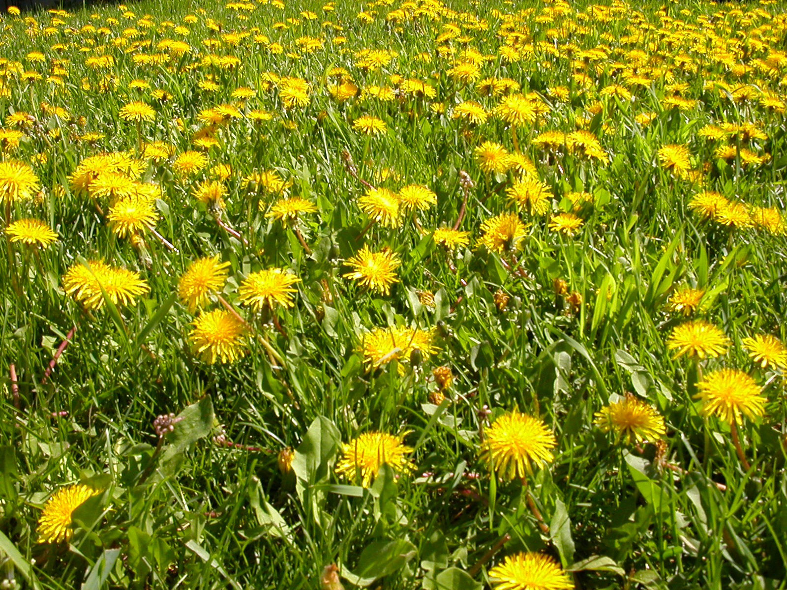 a field with lots of yellow flowers next to a fence