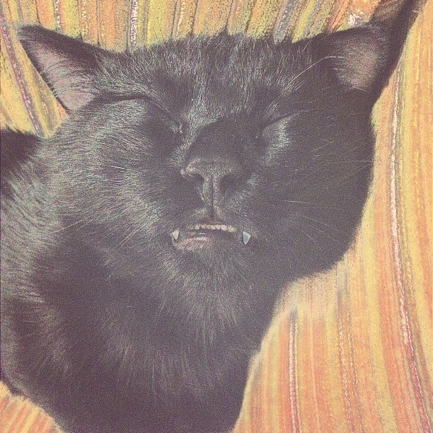 a black cat snoozes with his eyes closed