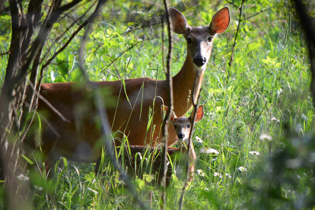 a baby deer and its mother in the woods