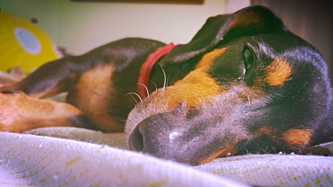 a black and brown dog sleeping on top of a bed