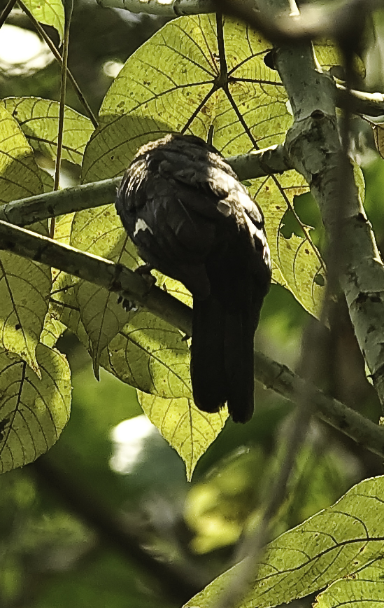 a black bird is perched in a tree nch