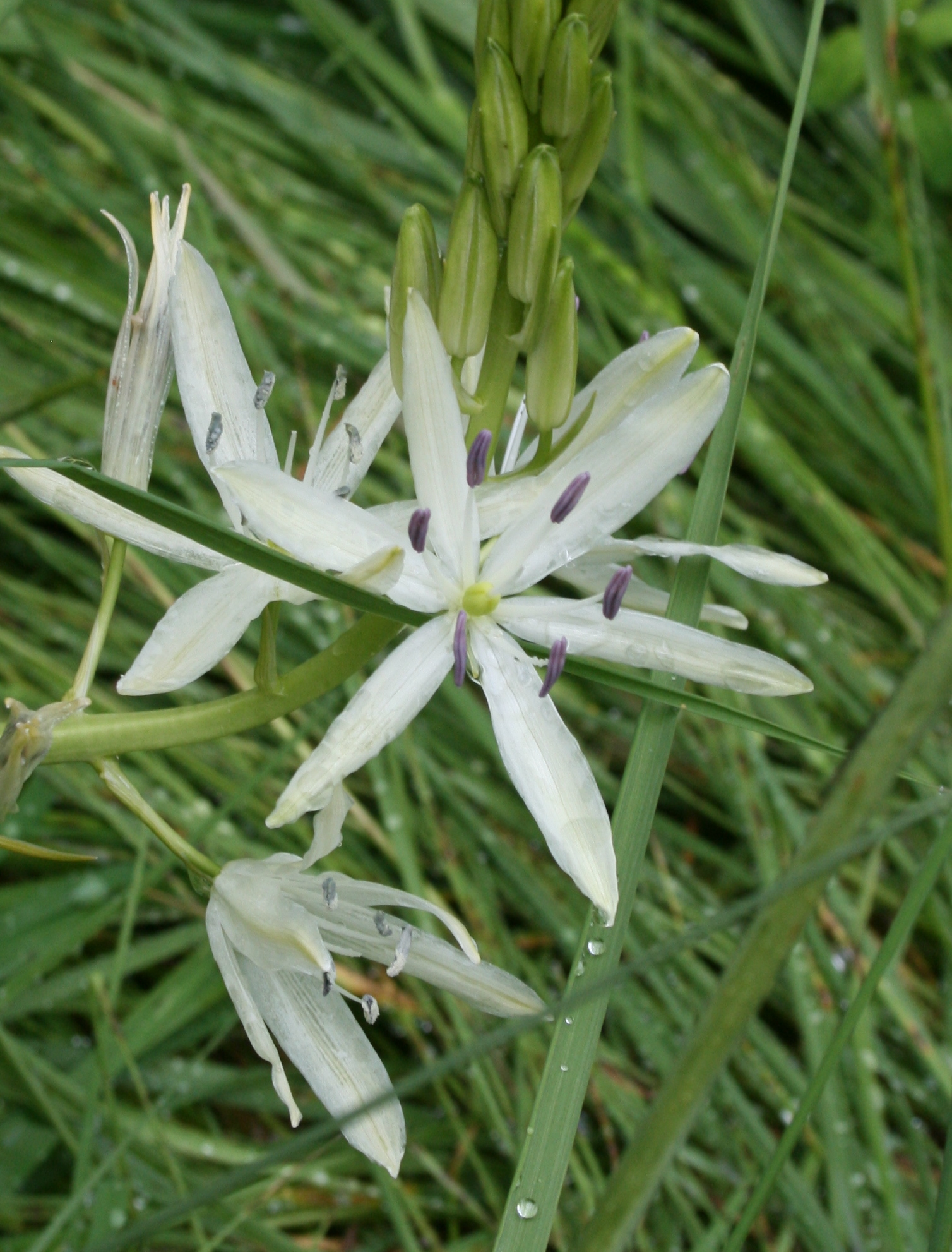 a white flower on a stalk with green leaves