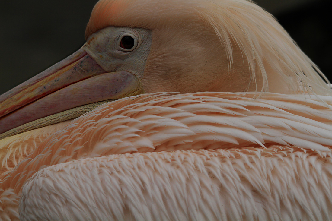 a close up of the head and beak of a pelican