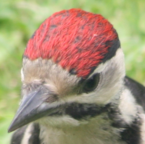 a bird with red and grey feathers looking to its left