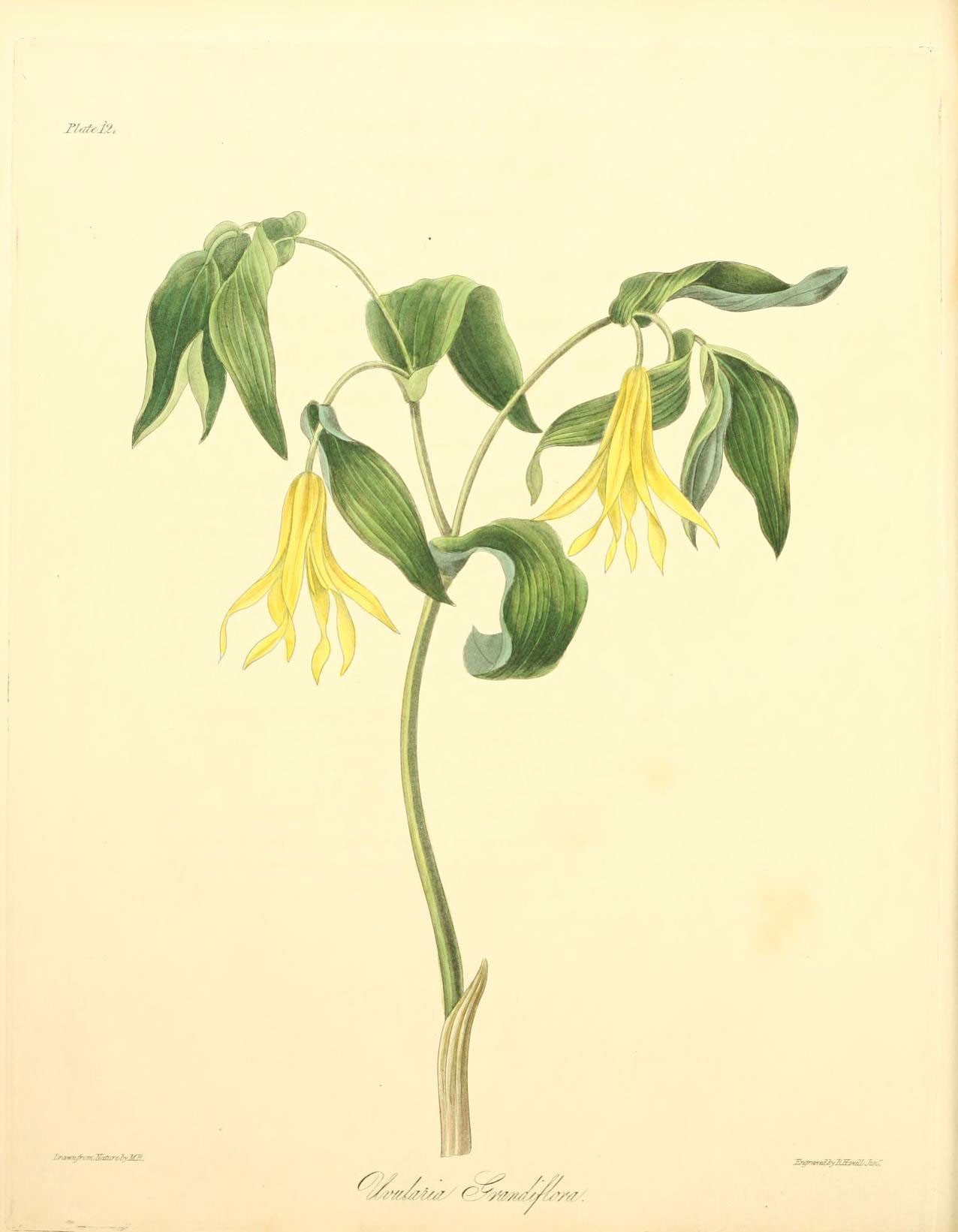 a yellow flower with large leaves on a white background