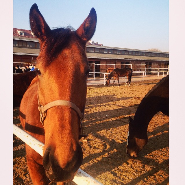 two horses standing next to each other in an arena